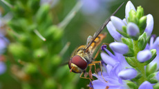 Garten-Schwebfliege (9).jpg